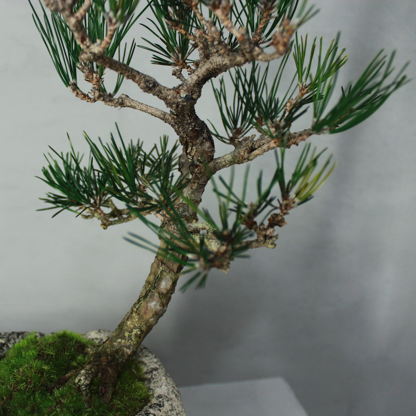 Tokocie BONSAI 黒松