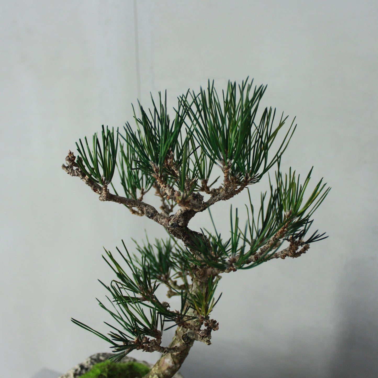 Tokocie BONSAI 黒松