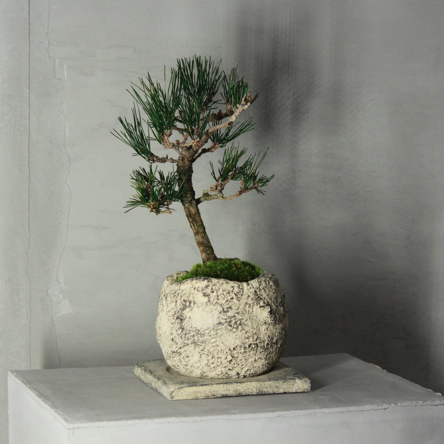 Tokocie BONSAI 黒松