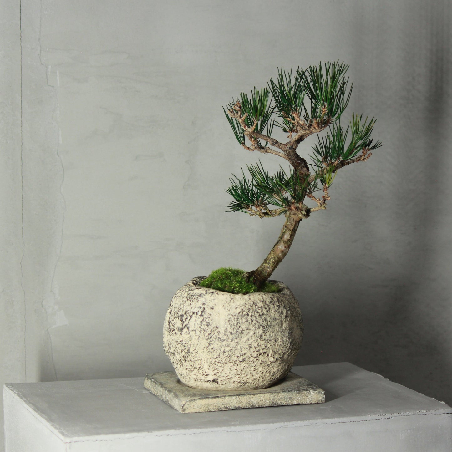 Tokocie BONSAI 黒松