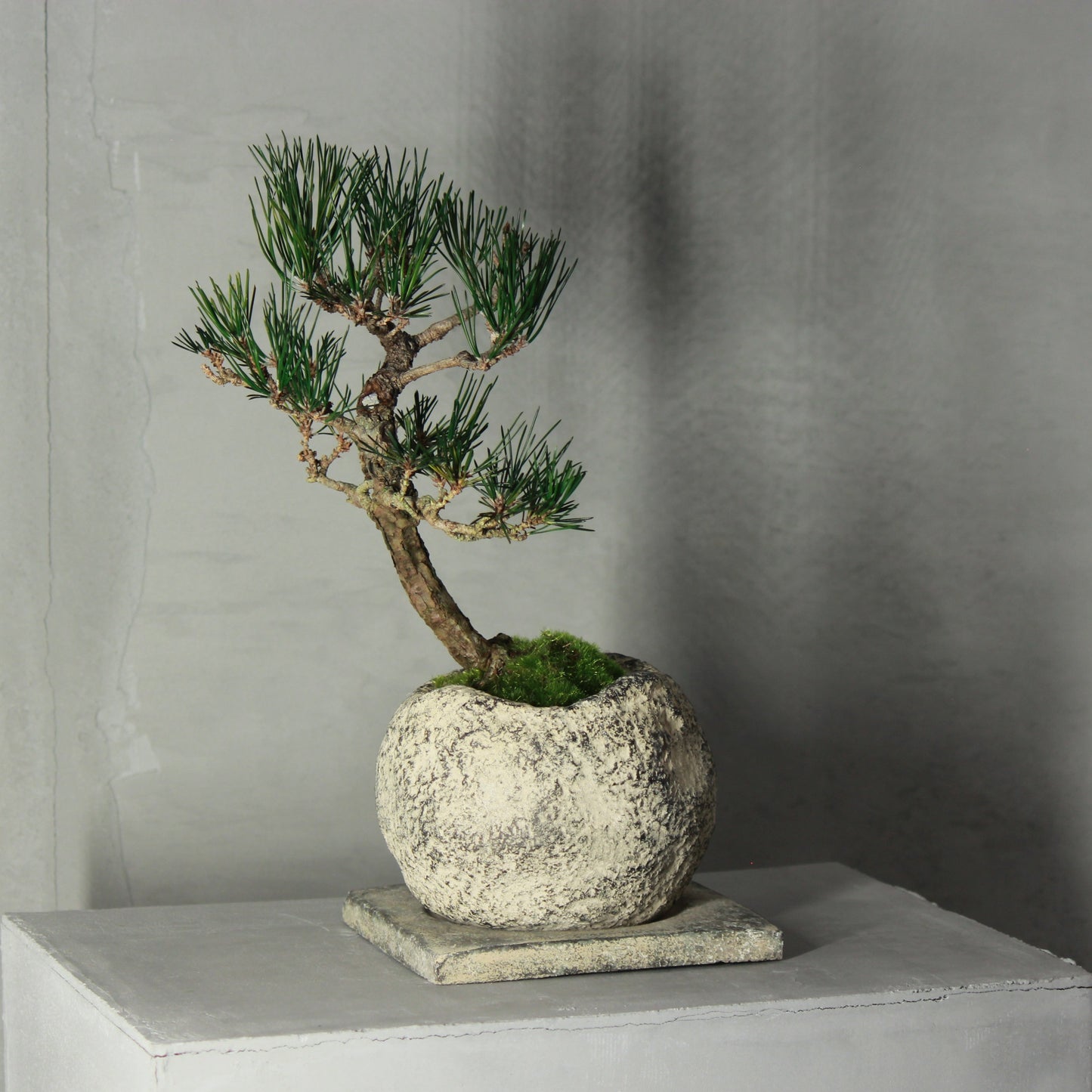 Tokocie BONSAI 黒松