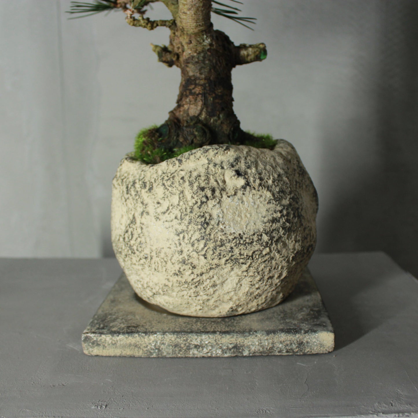 Tokocie BONSAI 黒松