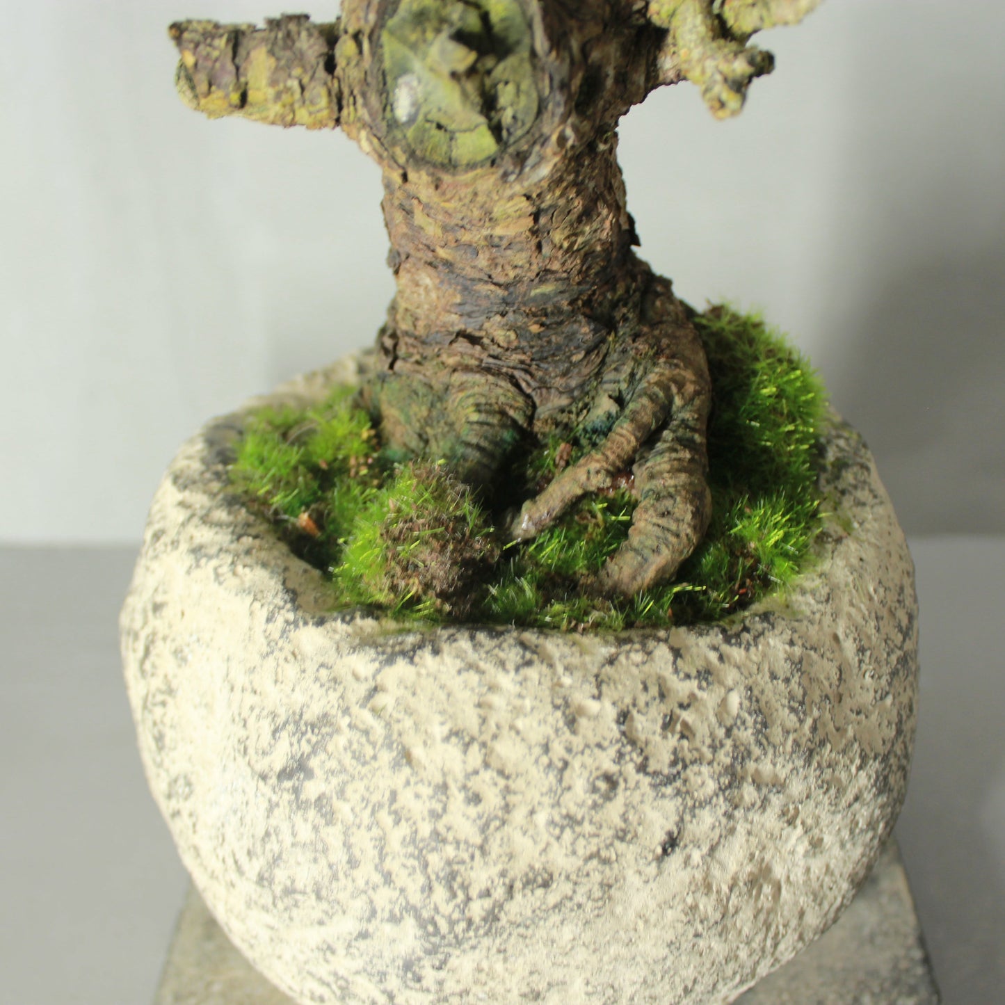 Tokocie BONSAI 黒松