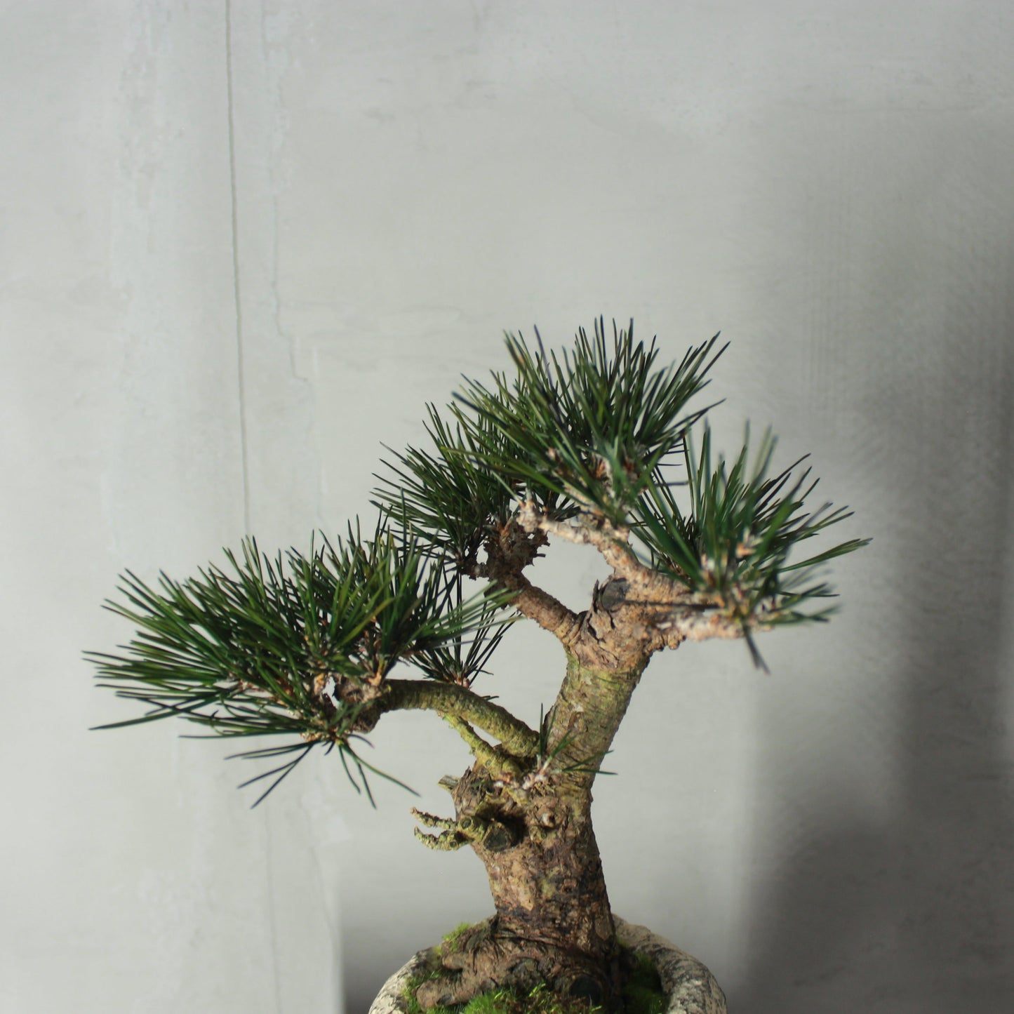 Tokocie BONSAI 黒松