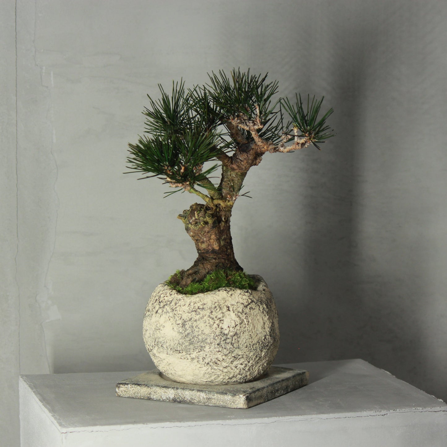 Tokocie BONSAI 黒松