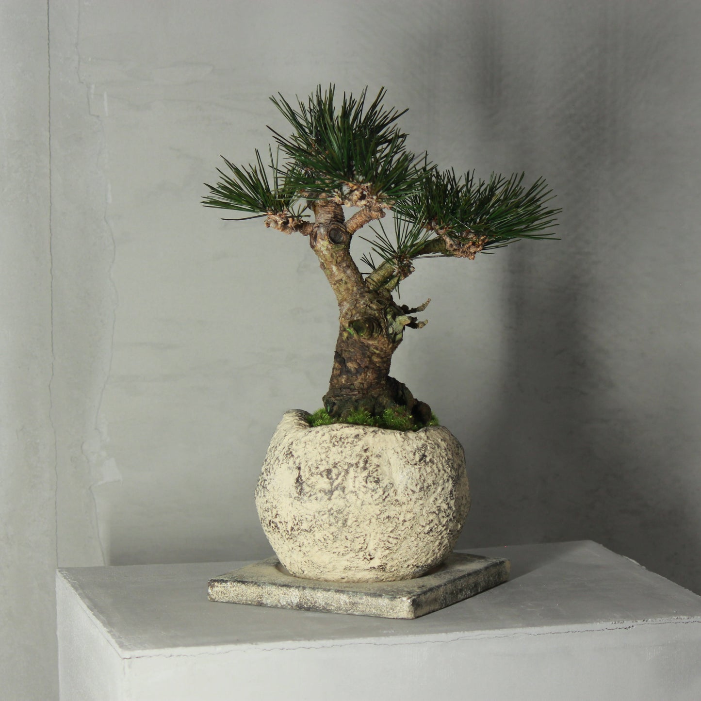 Tokocie BONSAI 黒松