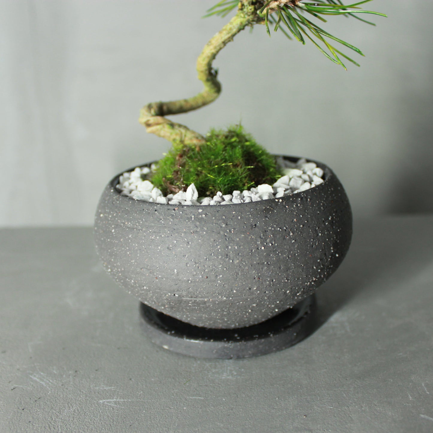 Tokocie BONSAI 黒松