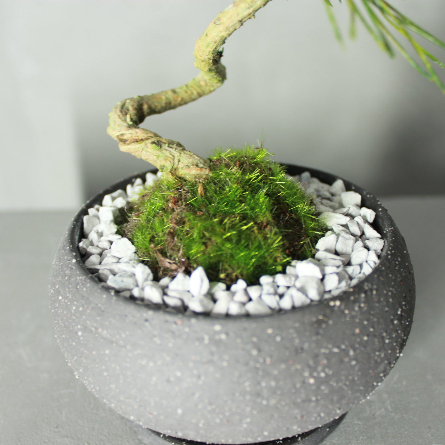 Tokocie BONSAI 黒松