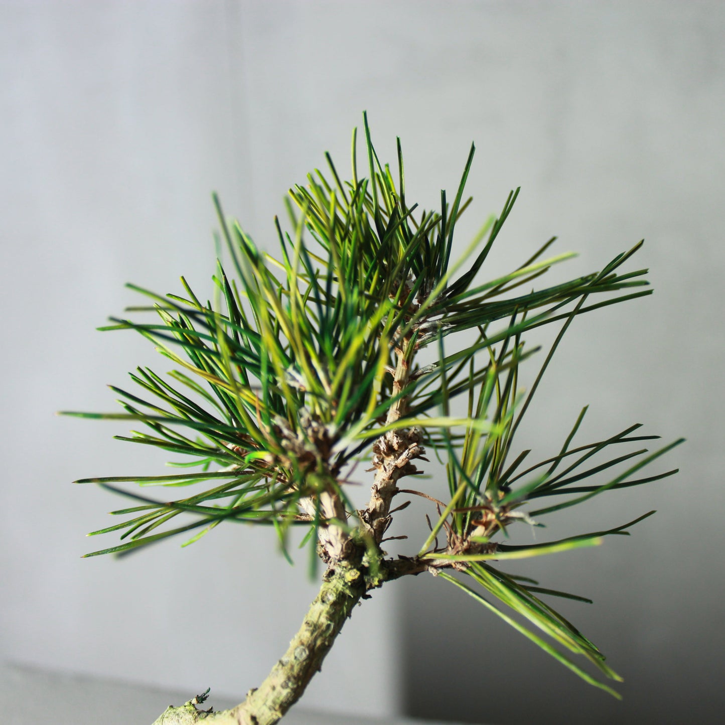 Tokocie BONSAI 黒松