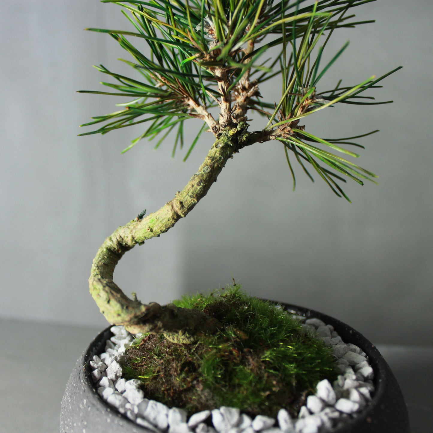 Tokocie BONSAI 黒松