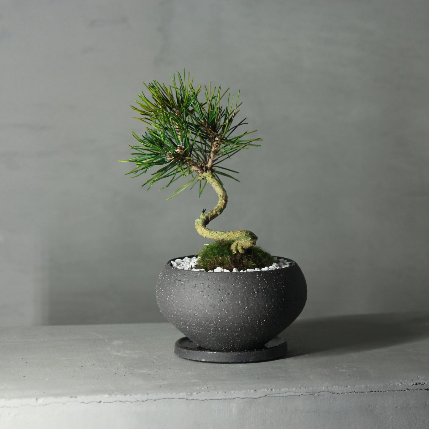 Tokocie BONSAI 黒松