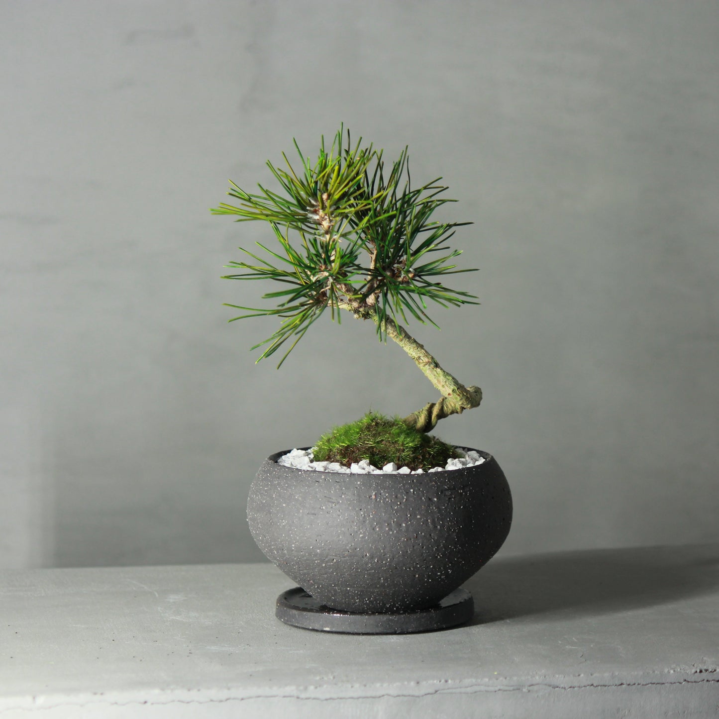 Tokocie BONSAI 黒松