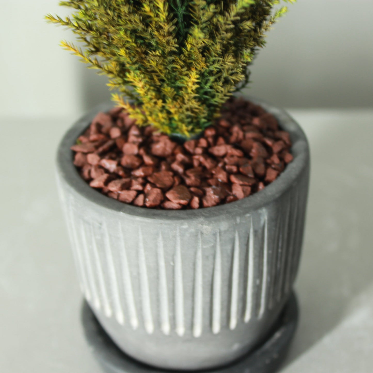 Desk tree ゴールドクレストS グリーン(黒鉢)