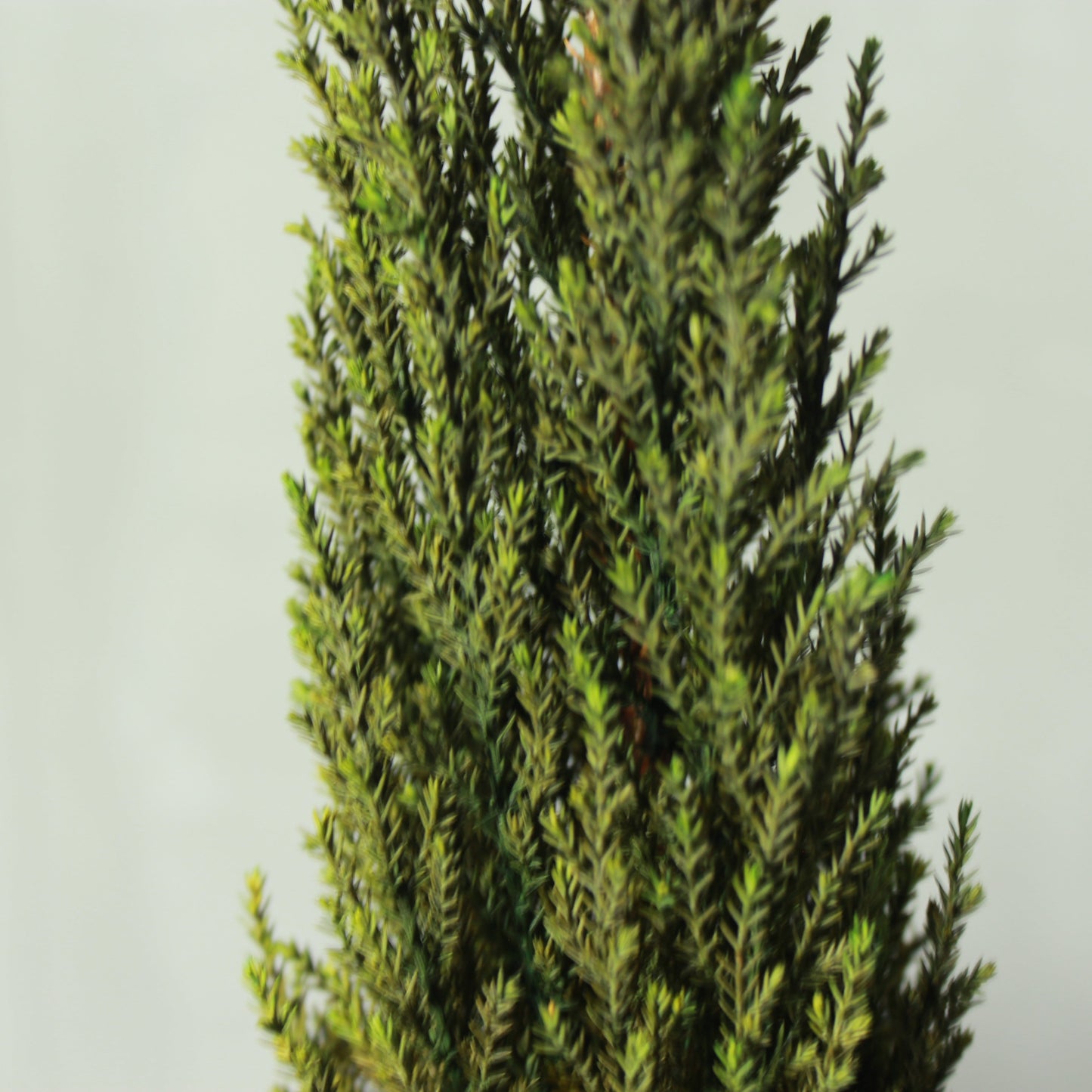 Desk tree ゴールドクレストS グリーン(黒鉢)