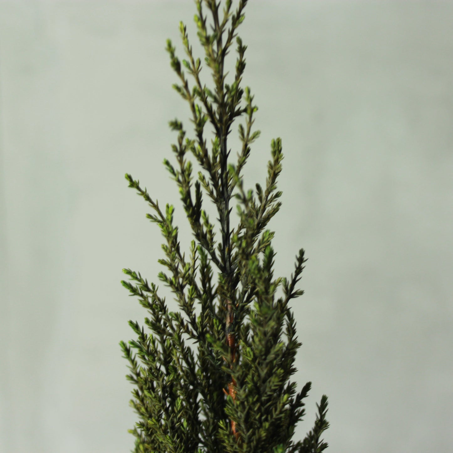 Desk tree ゴールドクレストS グリーン(黒鉢)