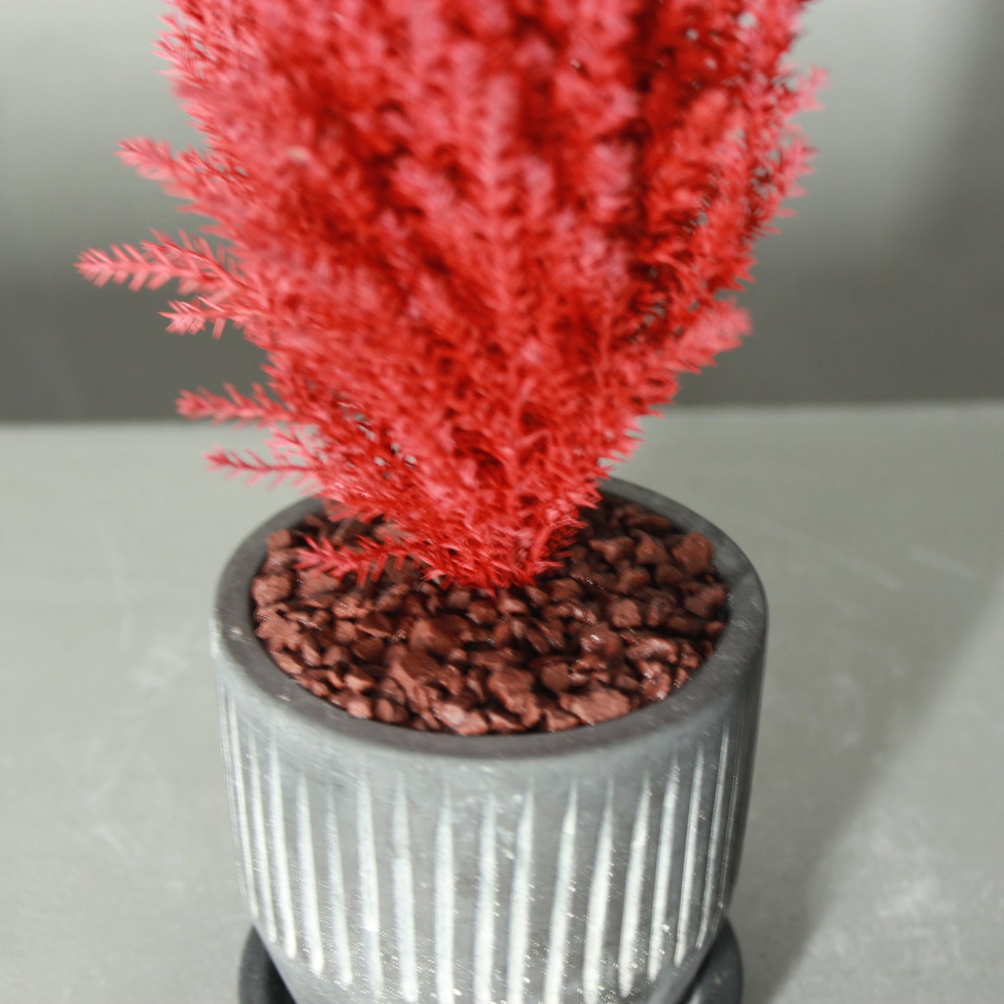 Desk tree ゴールドクレストS レッド(黒鉢)