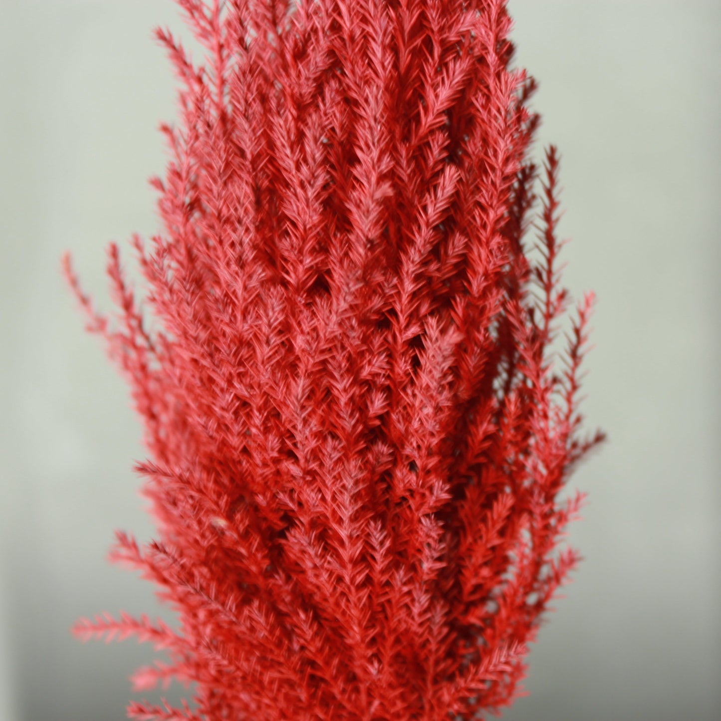 Desk tree ゴールドクレストS レッド(黒鉢)