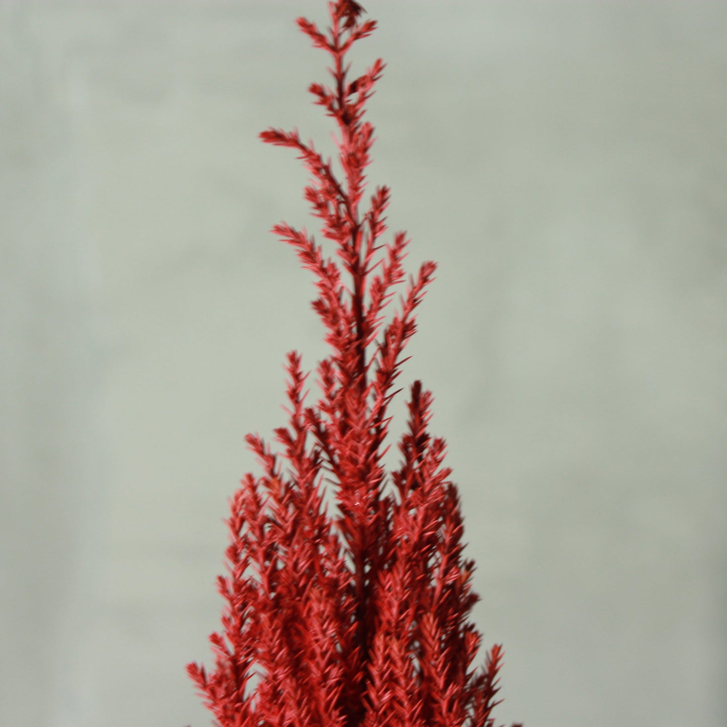 Desk tree ゴールドクレストS レッド(黒鉢)