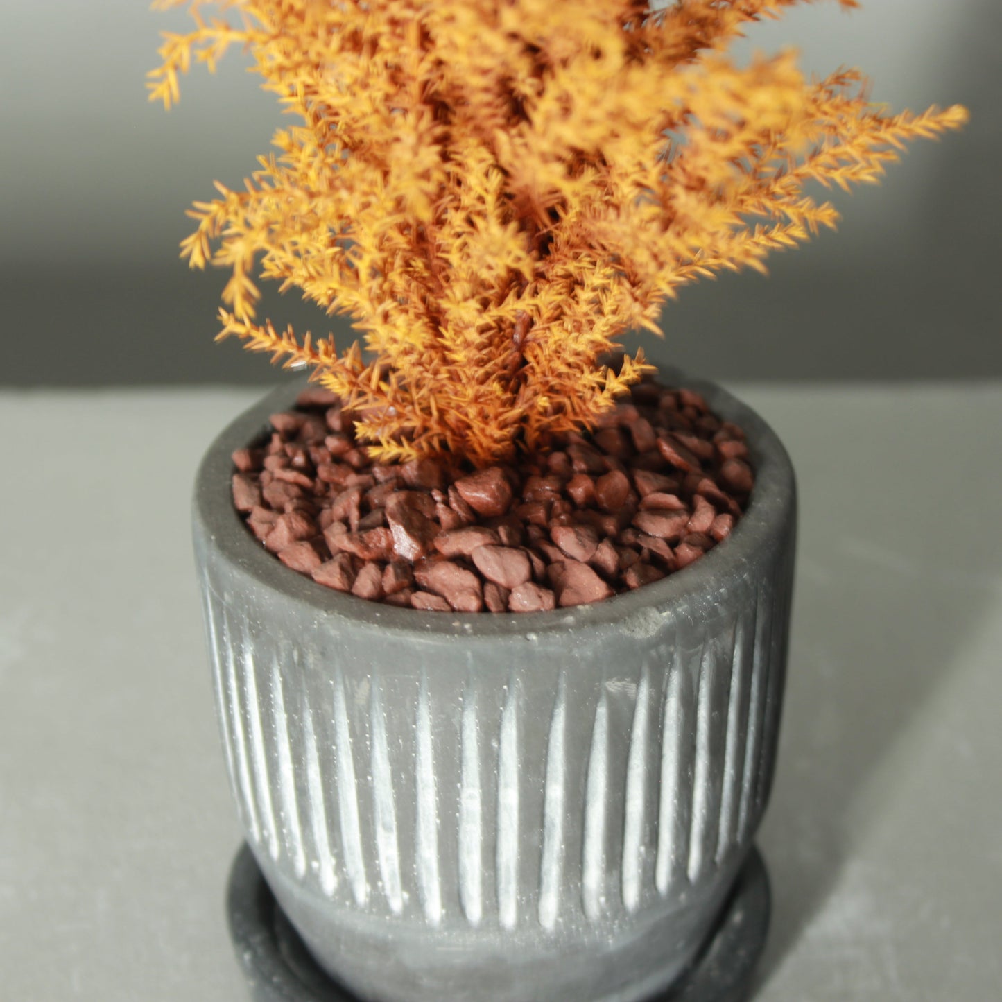 Desk tree ゴールドクレストS イエロー(黒鉢)