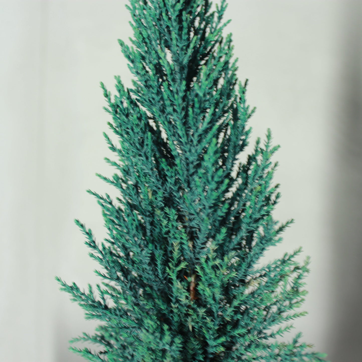 Desk tree ゴールドクレストS ブルー(黒鉢)