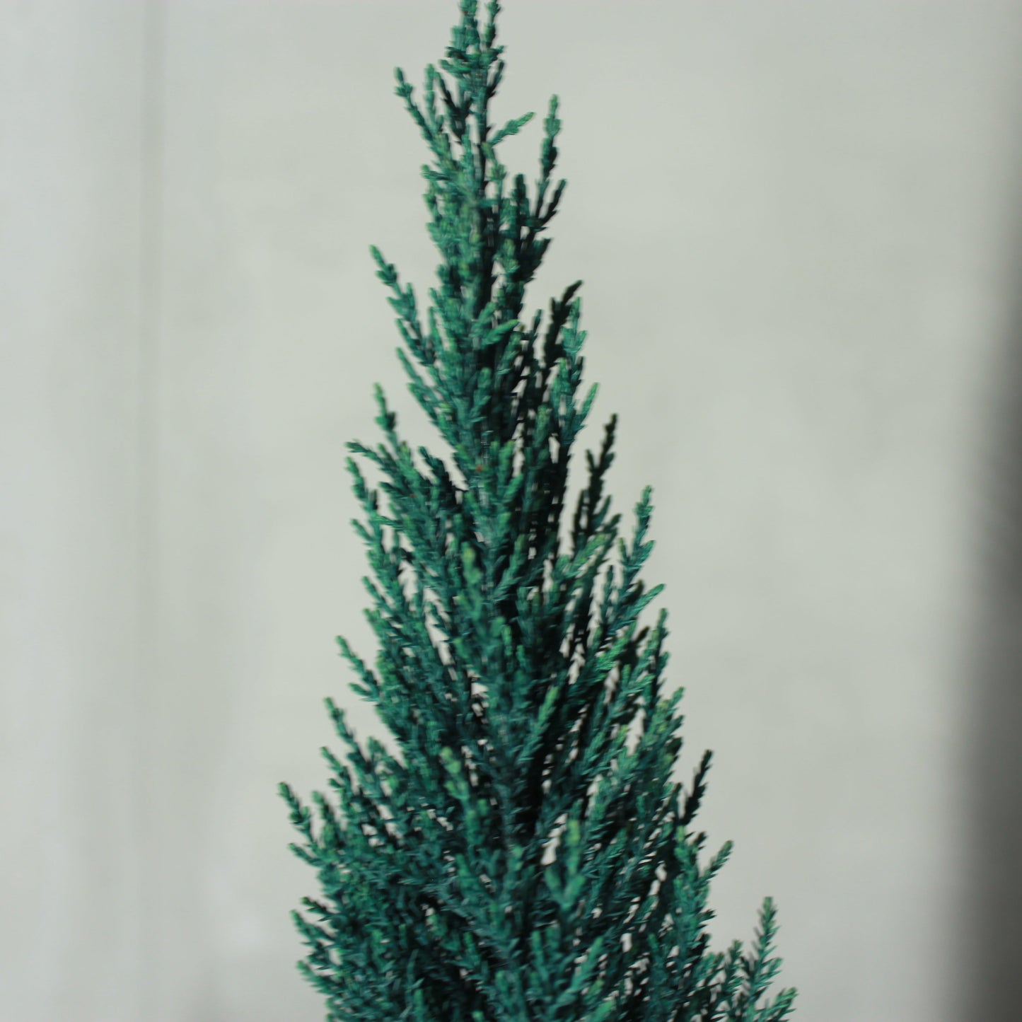 Desk tree ゴールドクレストS ブルー(黒鉢)