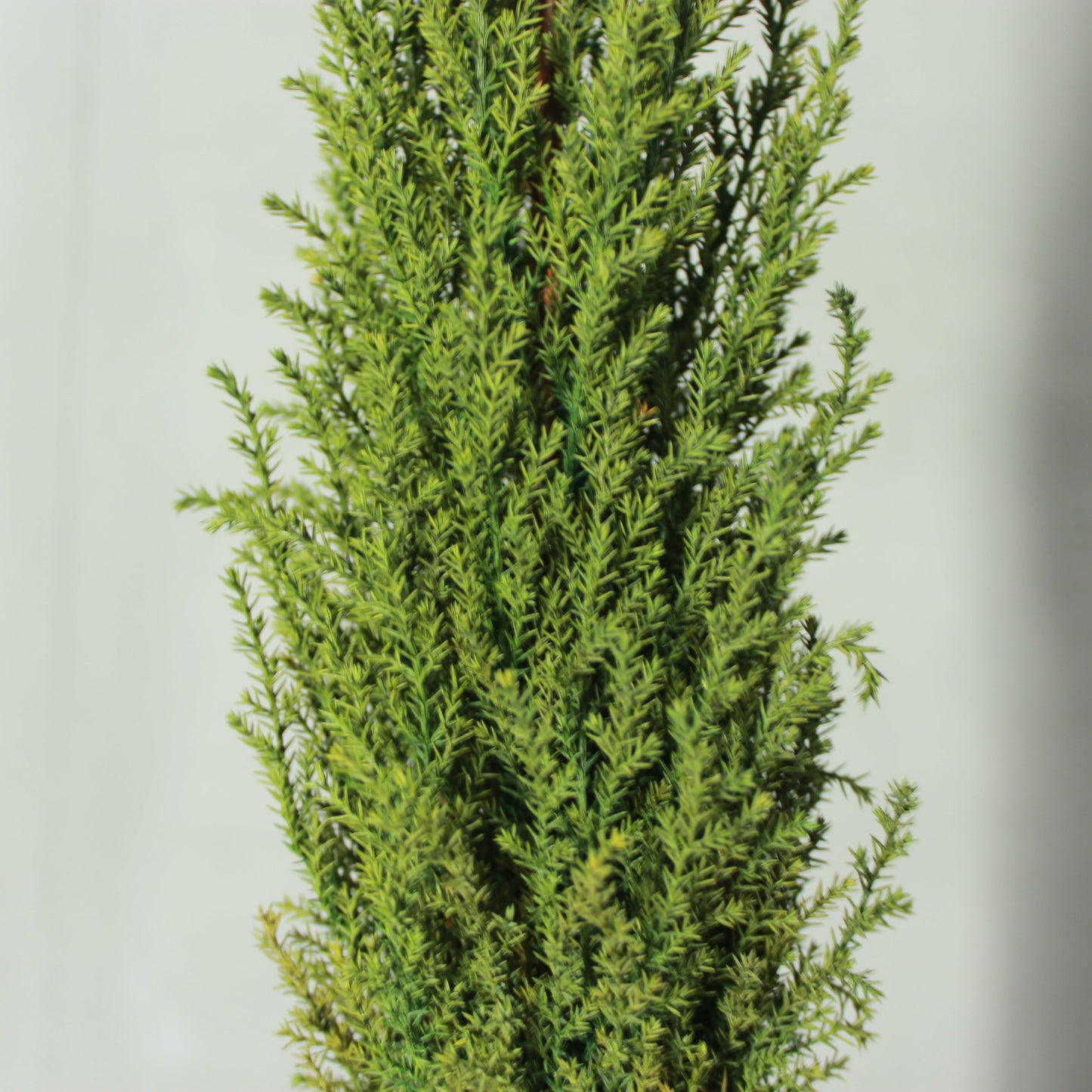 Desk tree ゴールドクレストM グリーン