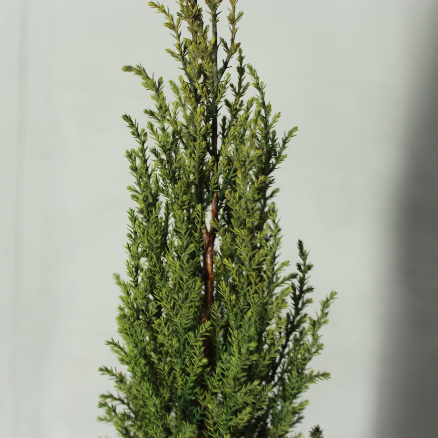 Desk tree ゴールドクレストM グリーン