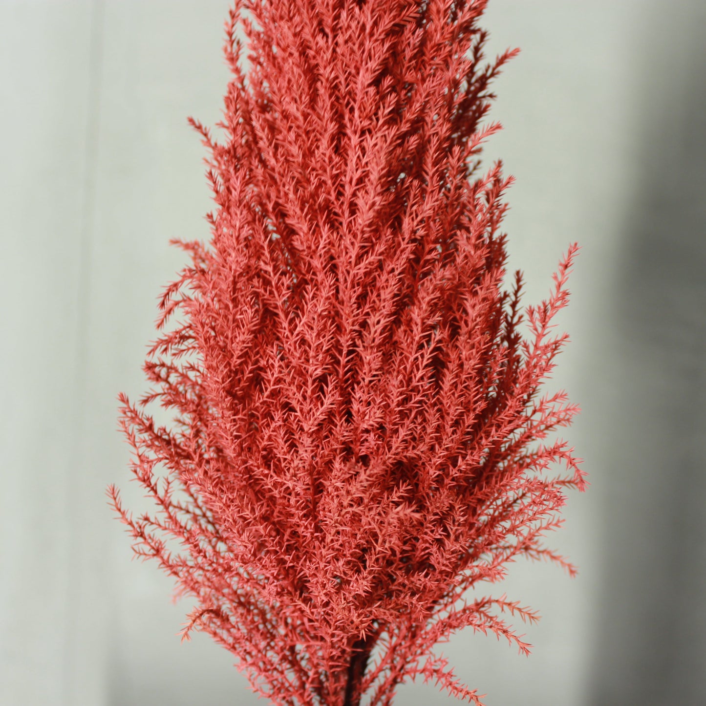 Desk tree ゴールドクレストM レッド