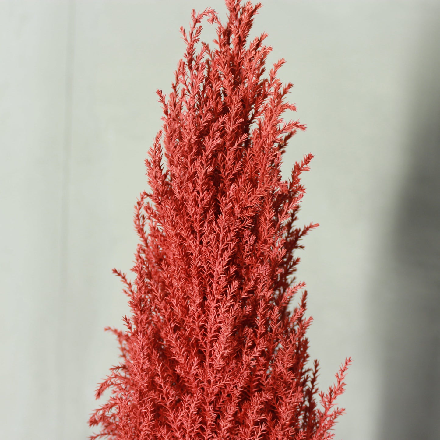 Desk tree ゴールドクレストM レッド