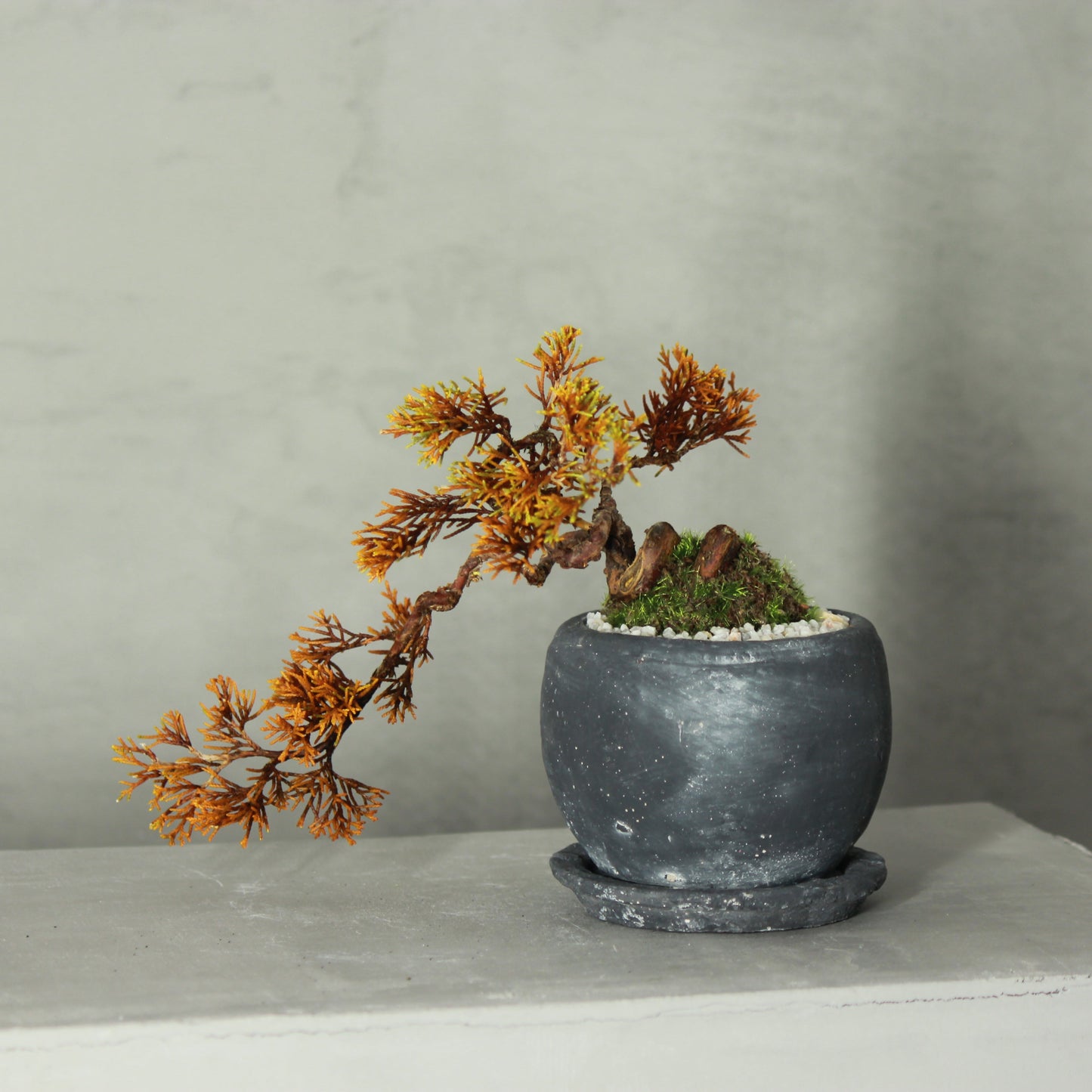 Tokocie BONSAI 真柏