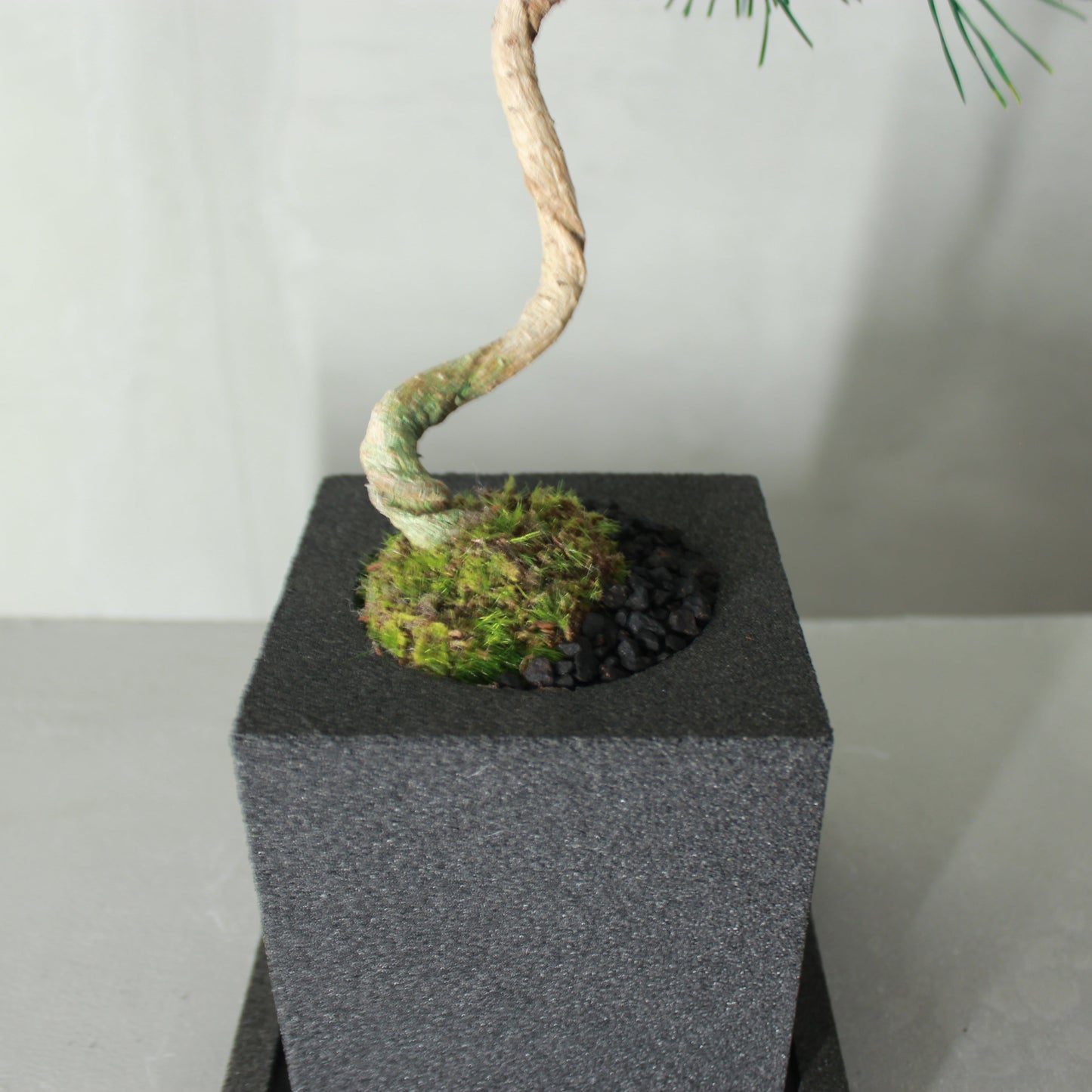 Tokocie BONSAI 黒松