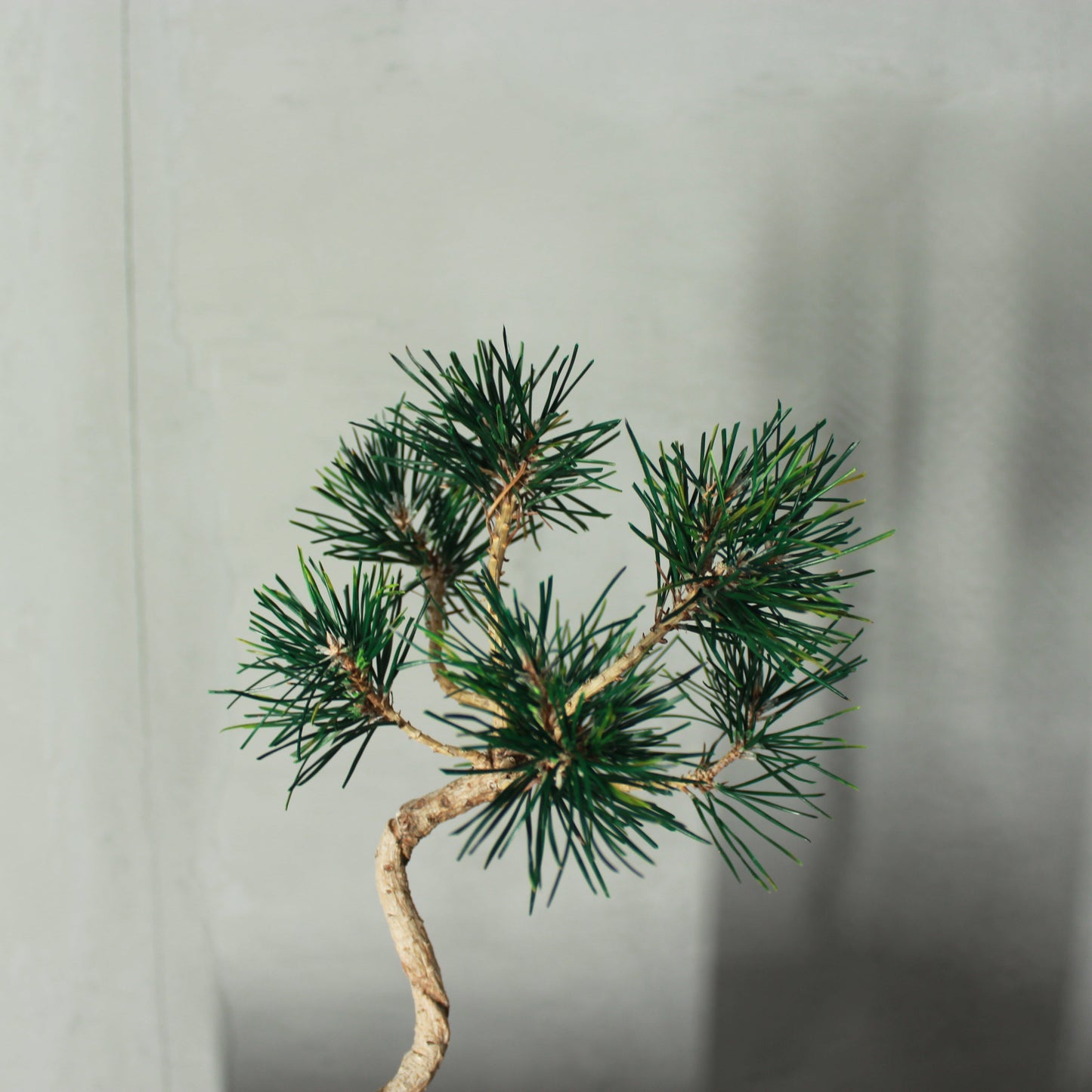 Tokocie BONSAI 黒松