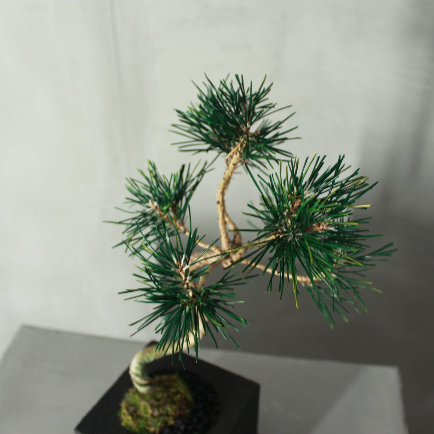 Tokocie BONSAI 黒松