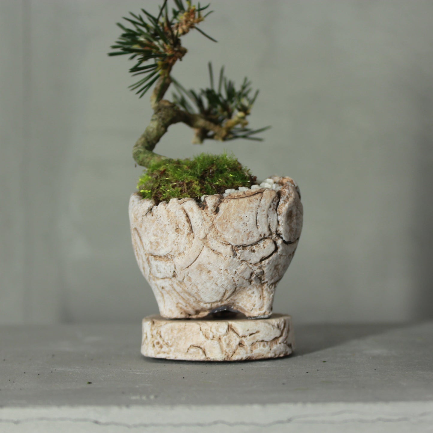 Tokocie BONSAI mini 黒松