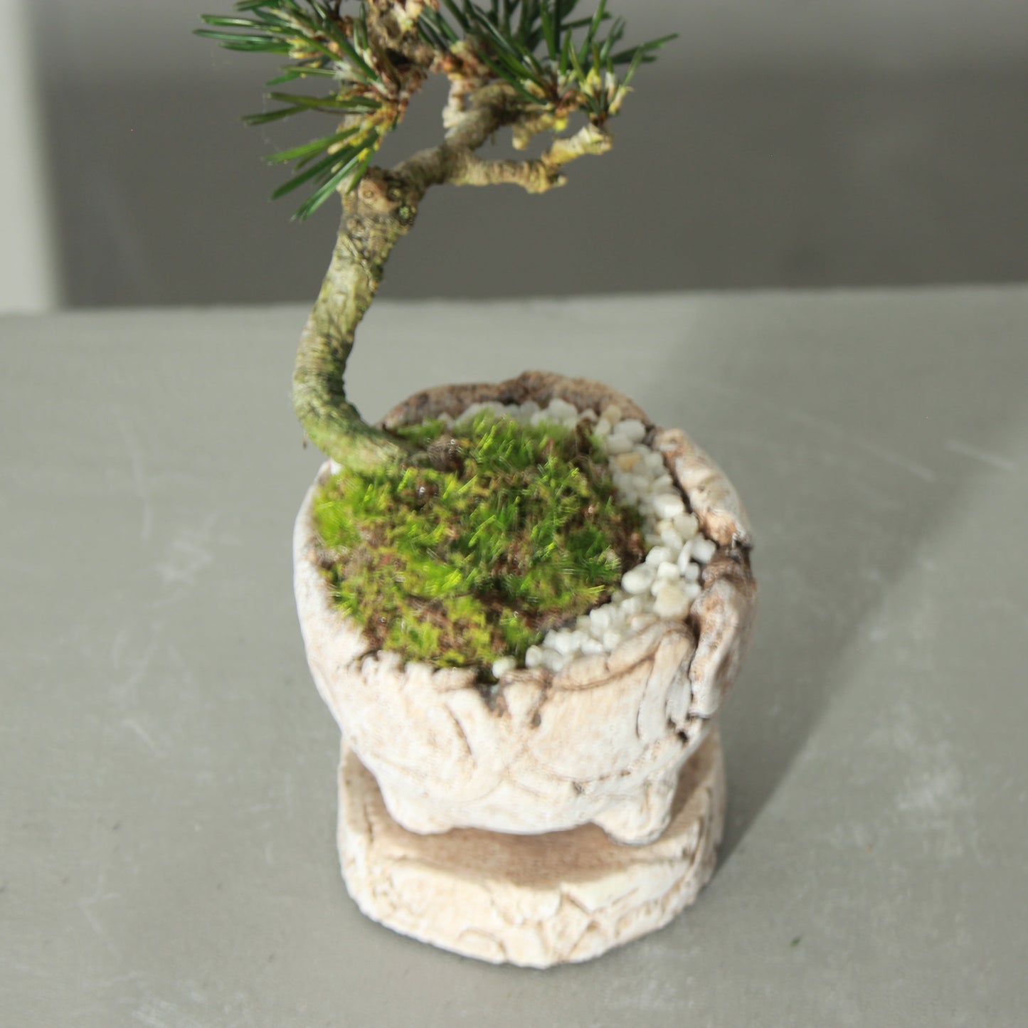 Tokocie BONSAI mini 黒松