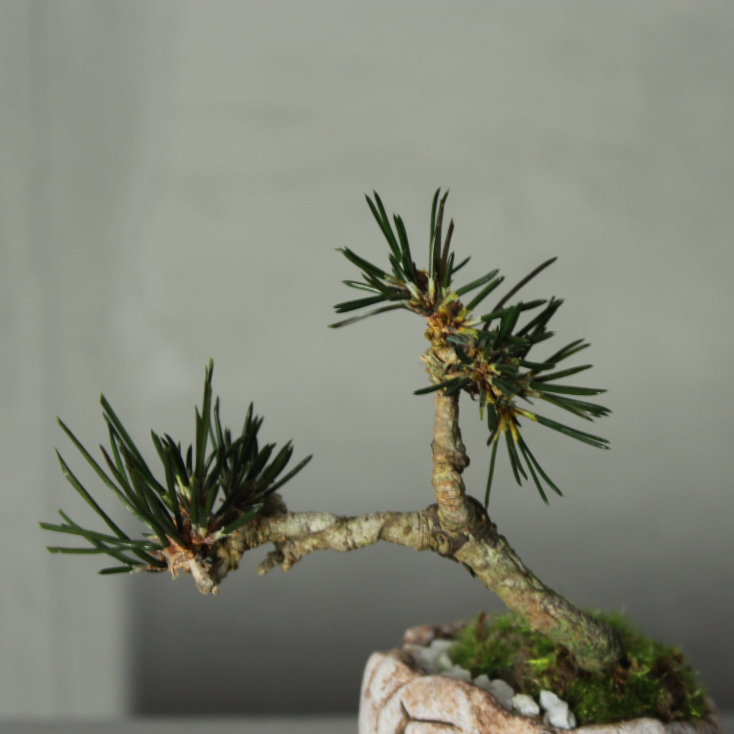 Tokocie BONSAI mini 黒松