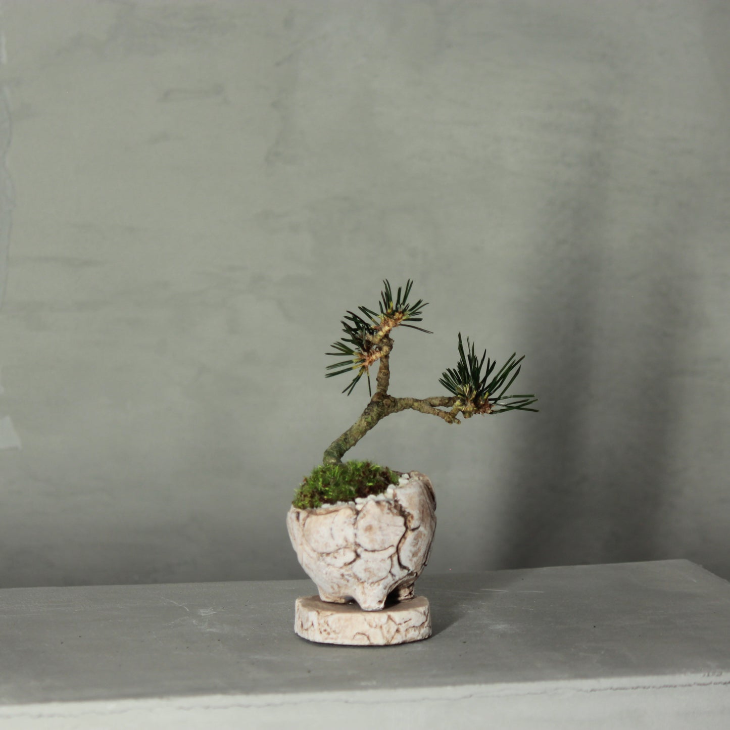 Tokocie BONSAI mini 黒松