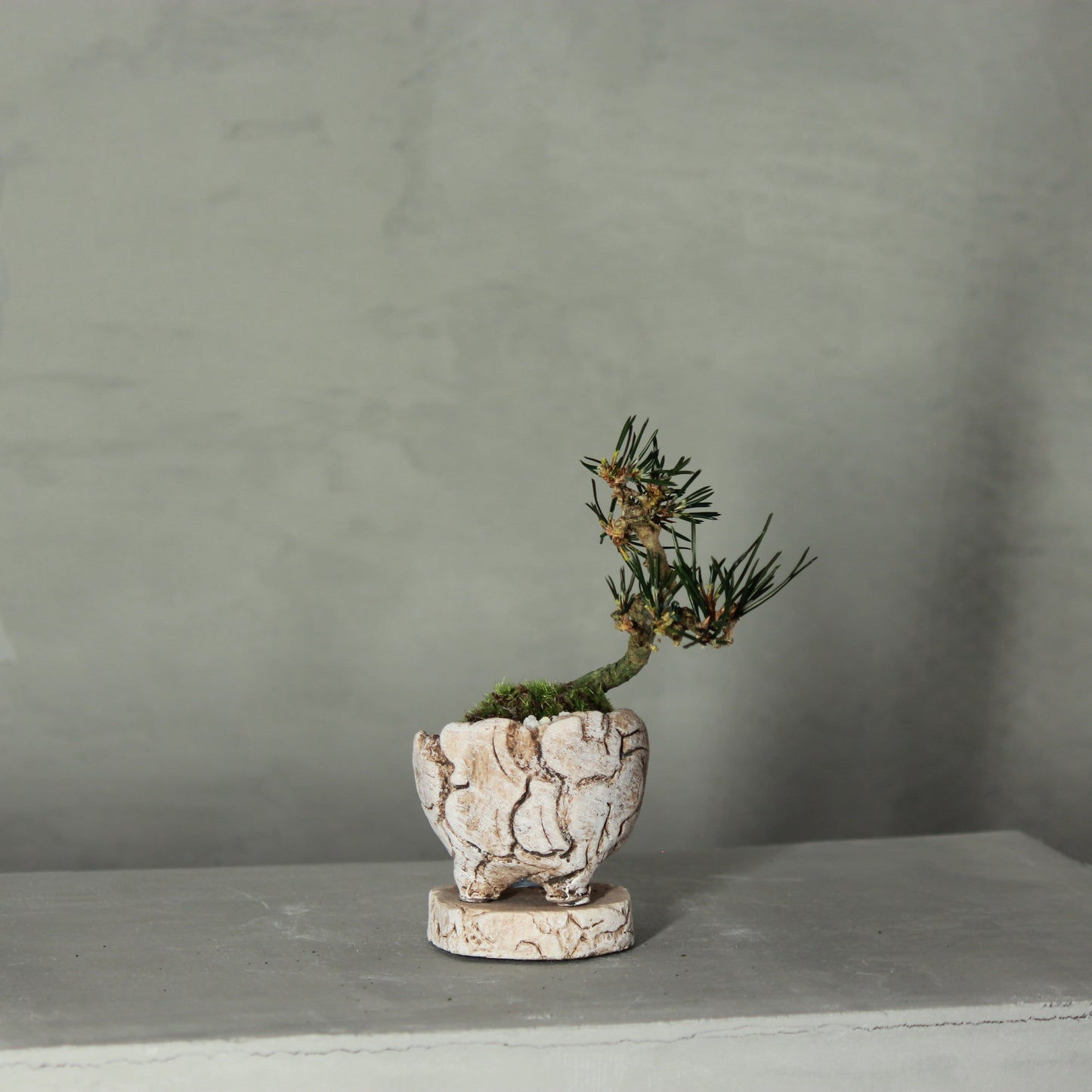 Tokocie BONSAI mini 黒松