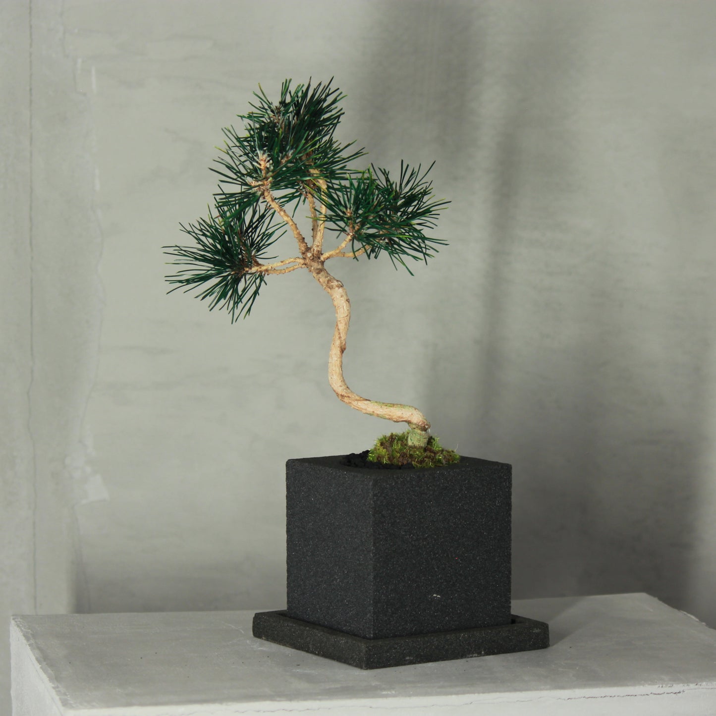 Tokocie BONSAI 黒松