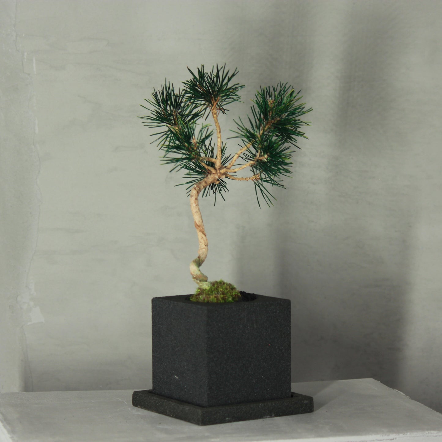 Tokocie BONSAI 黒松