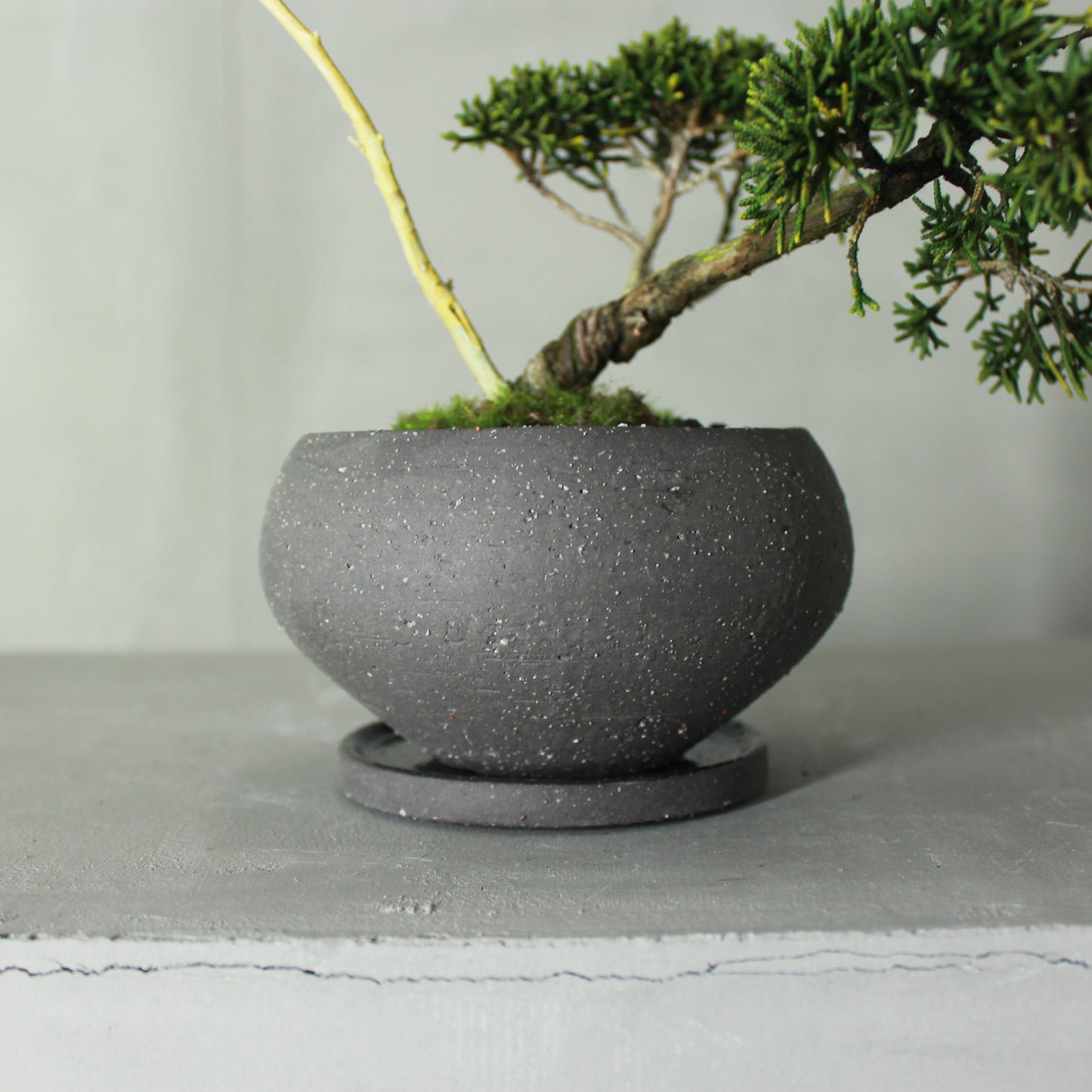 Tokocie BONSAI 真柏