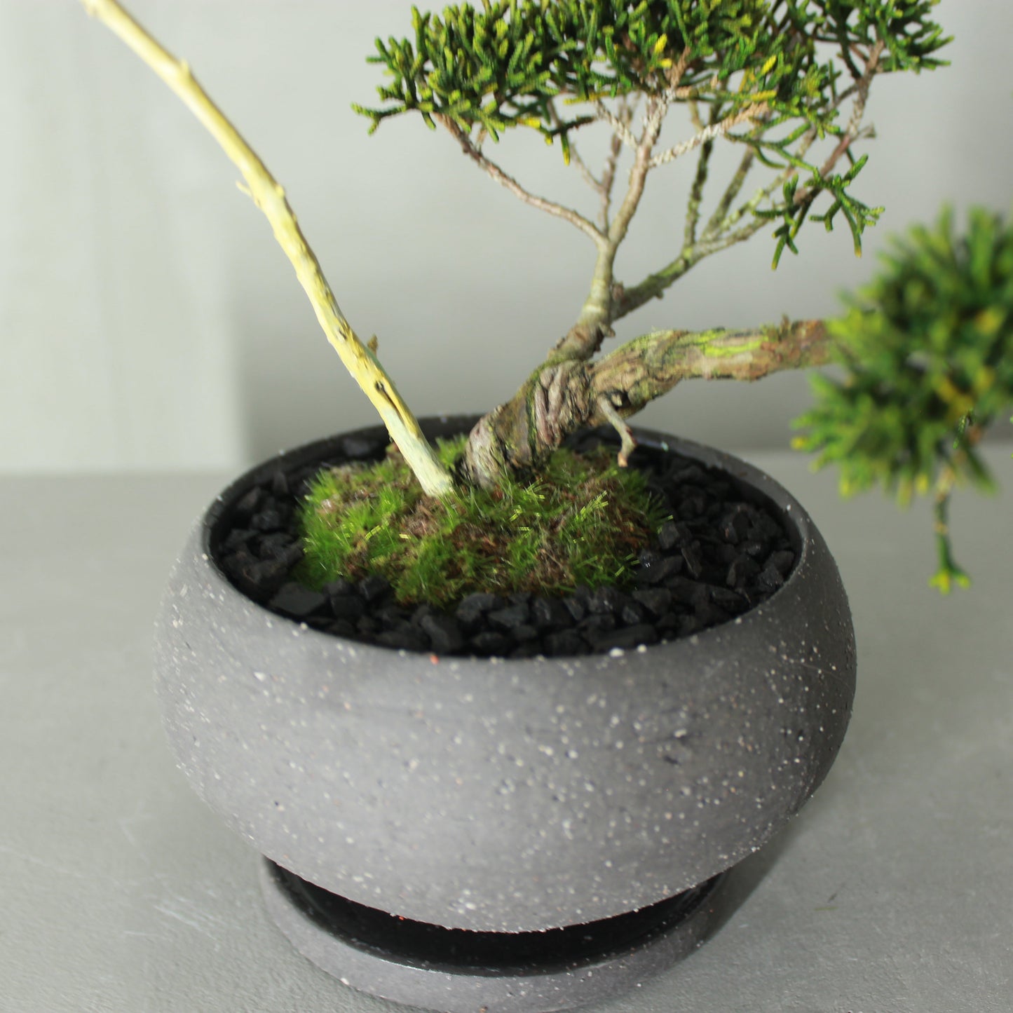 Tokocie BONSAI 真柏