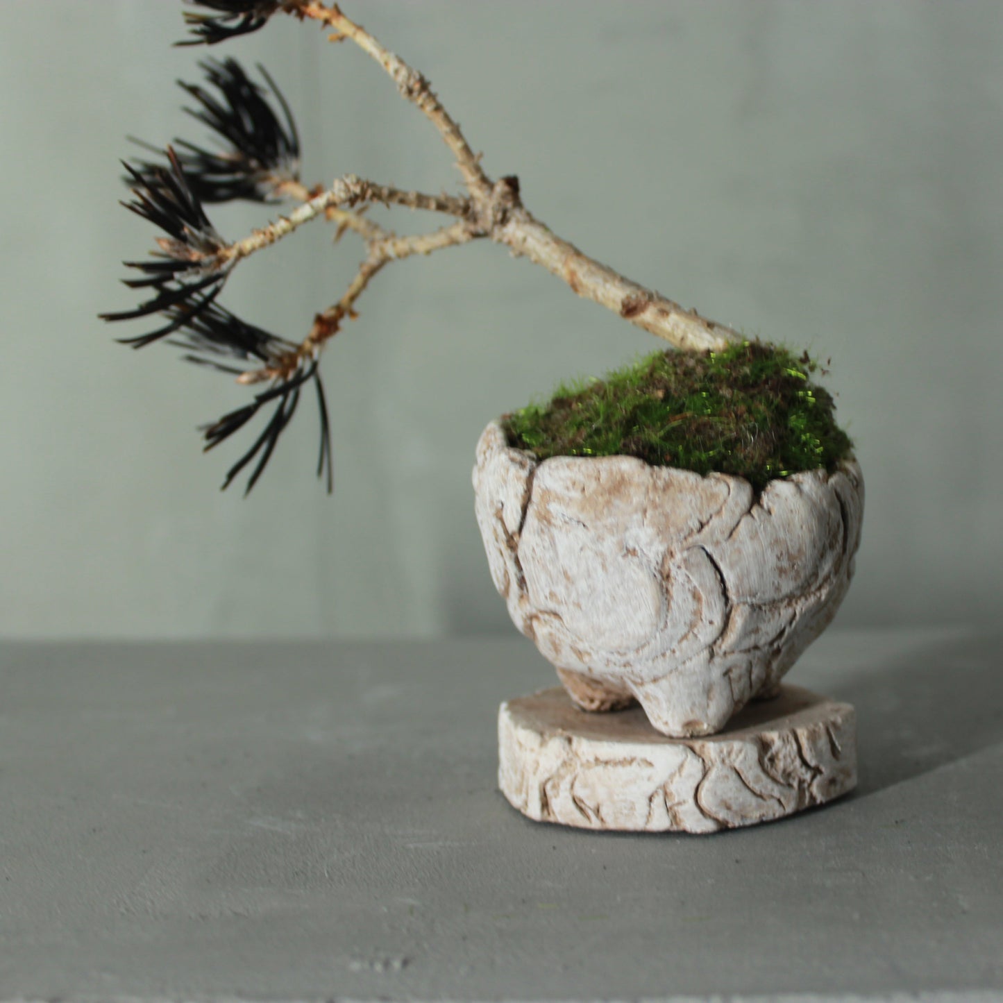 Tokocie BONSAI mini 黒松