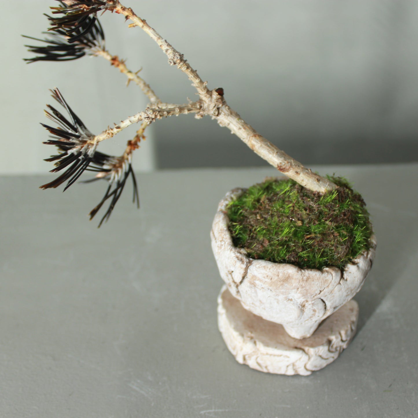 Tokocie BONSAI mini 黒松