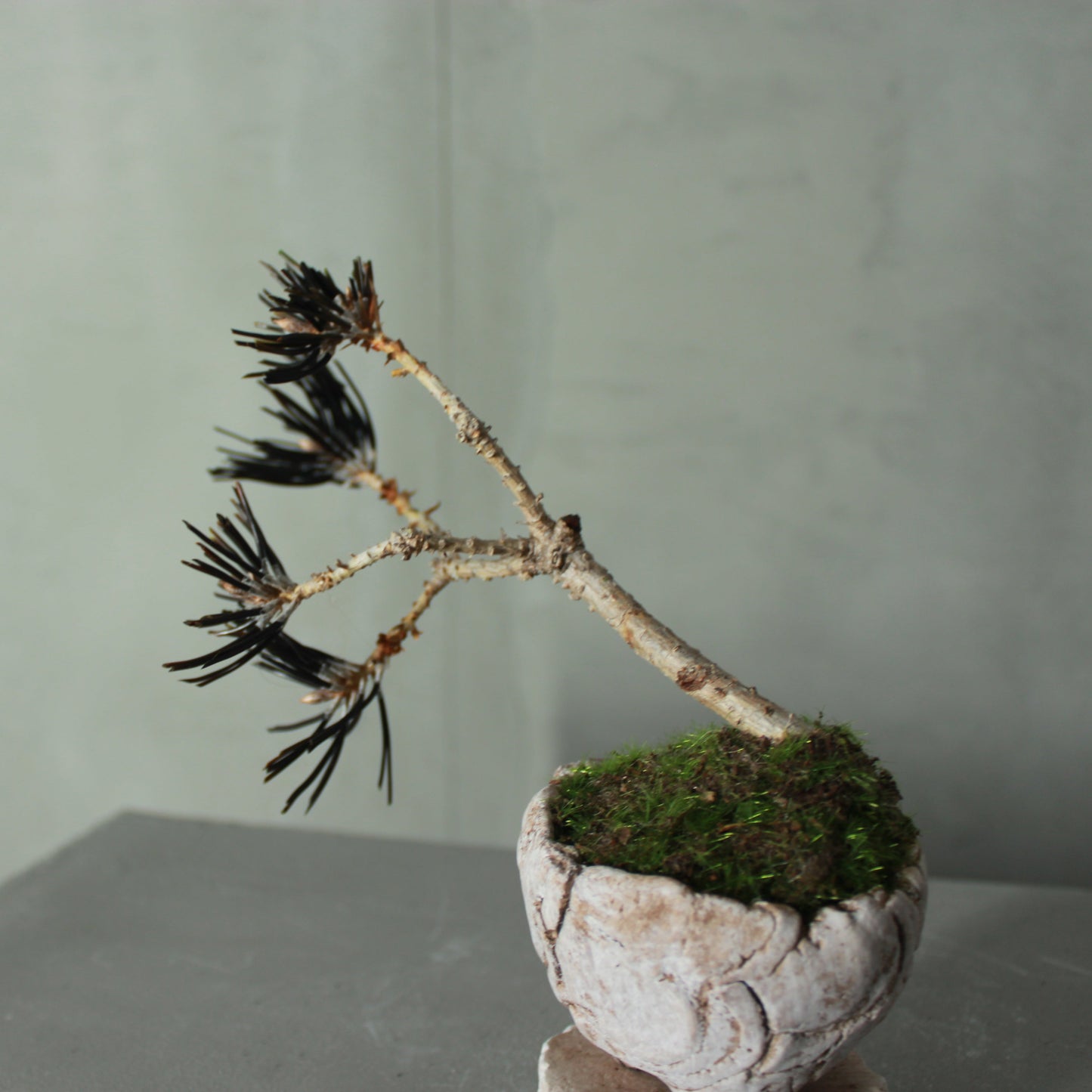 Tokocie BONSAI mini 黒松