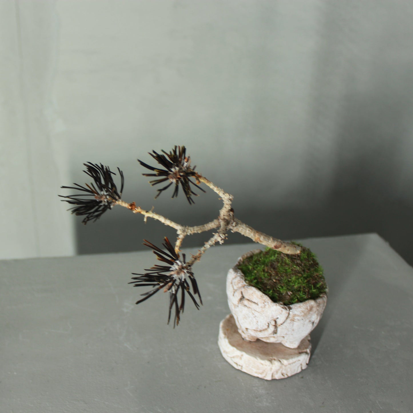 Tokocie BONSAI mini 黒松