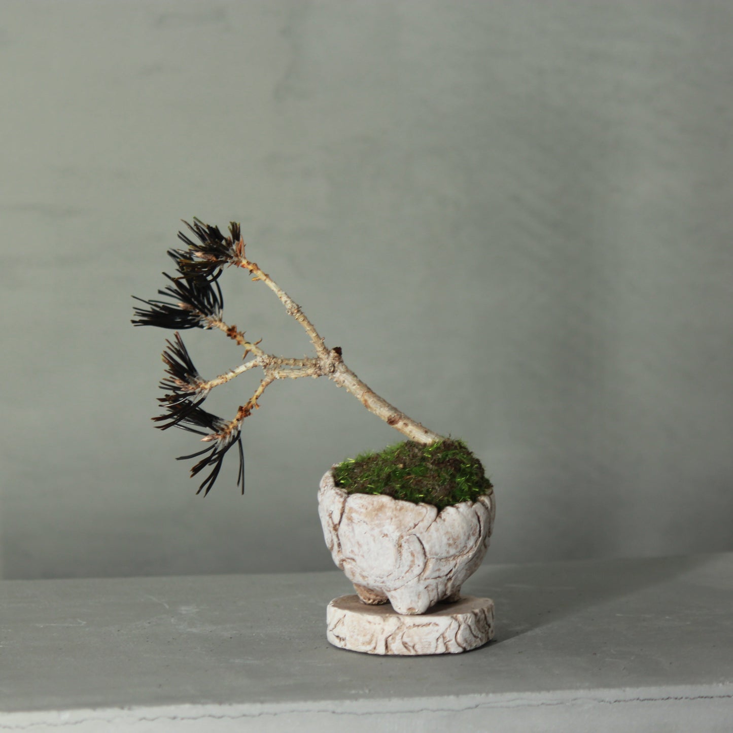 Tokocie BONSAI mini 黒松