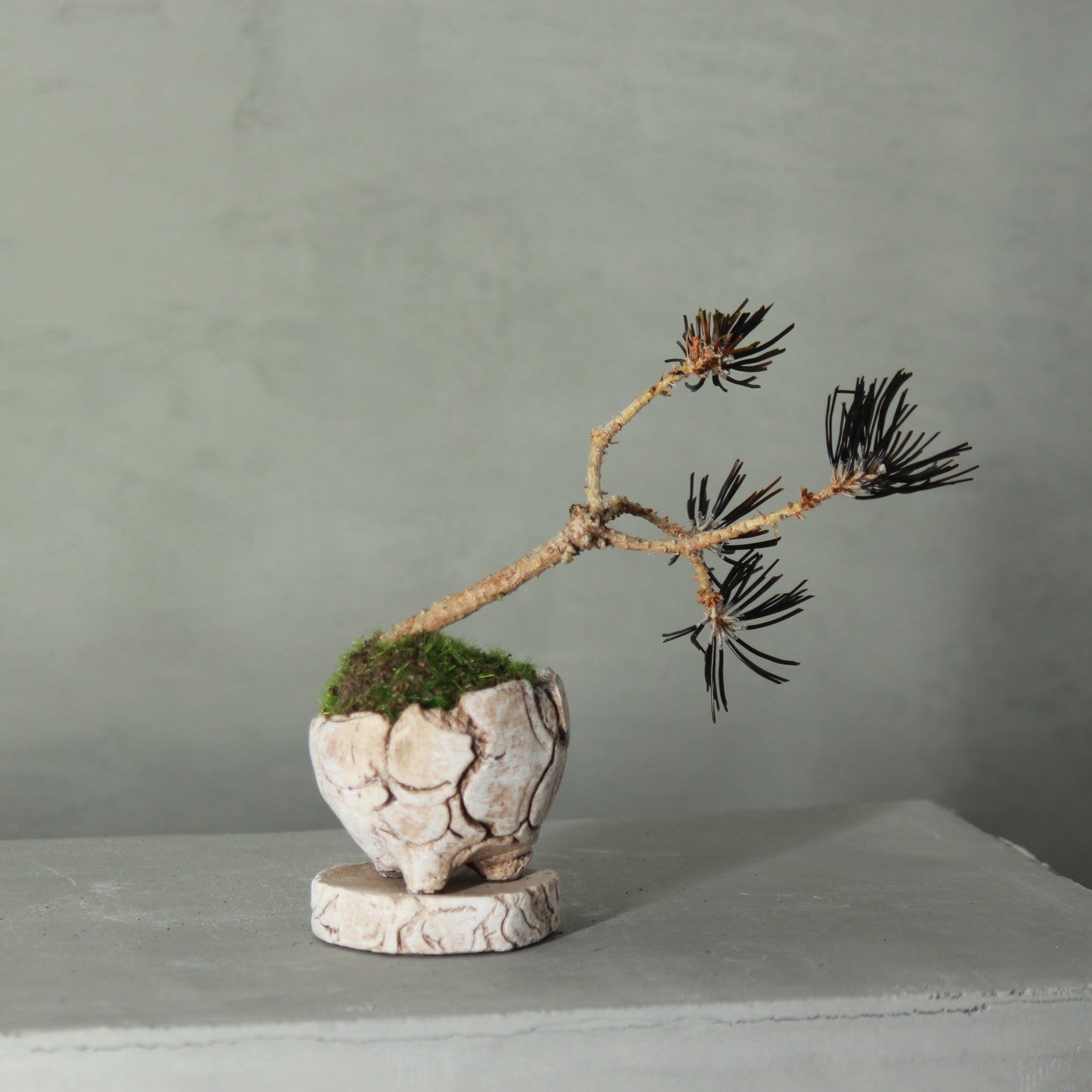 Tokocie BONSAI mini 黒松