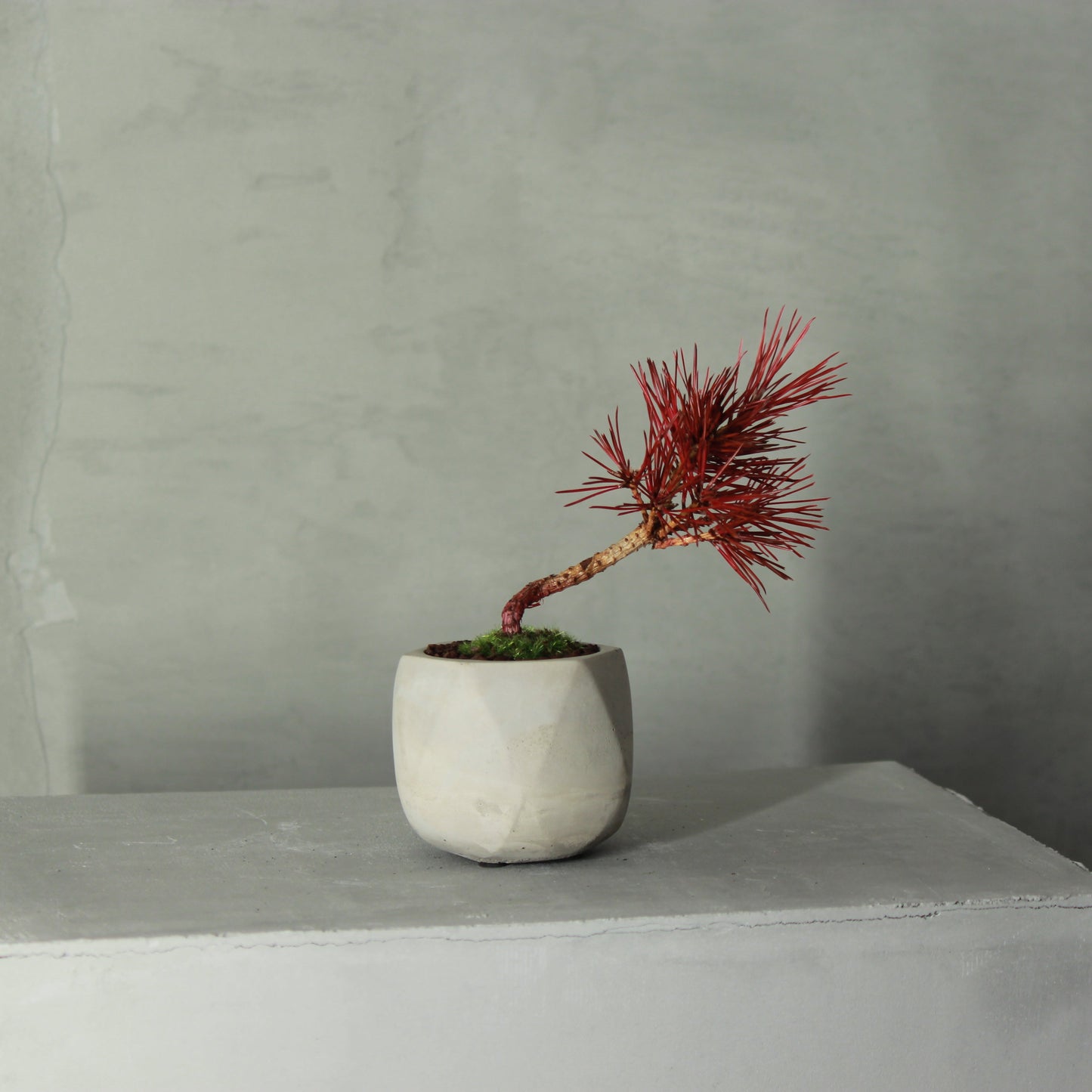 Tokocie BONSAI 黒松