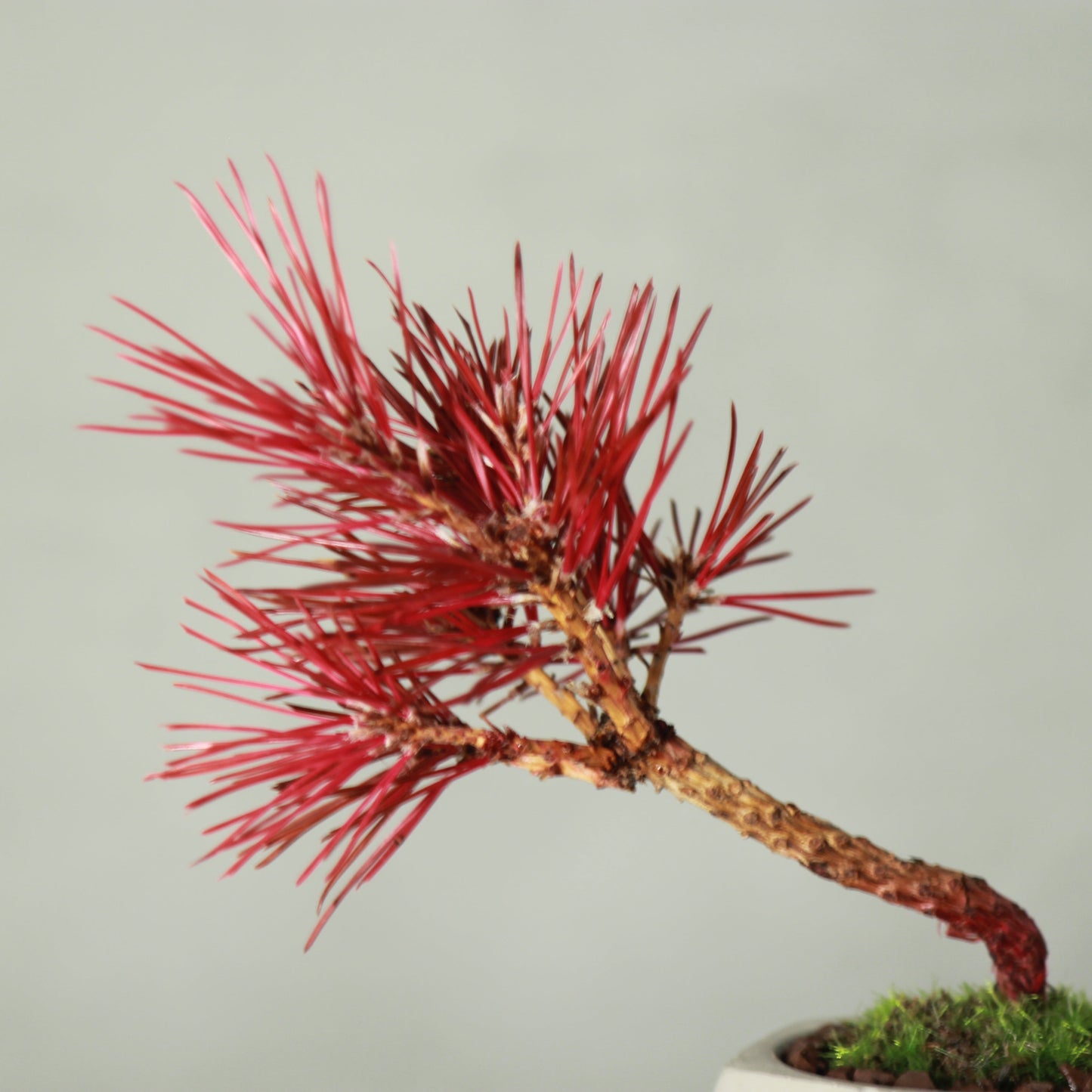 Tokocie BONSAI 黒松